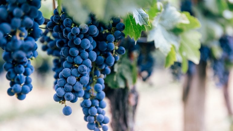 Resveratrol als natürlicher Blutverdünner? Resveratrol als natürlicher Blutverdünner?